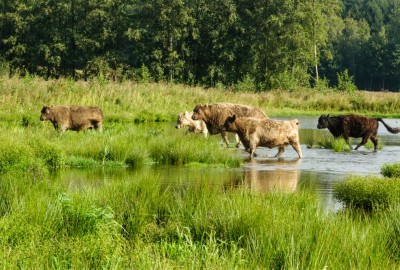 KempenBroek: Smeetshof  - instapplaats Smeetshoeve (geel)